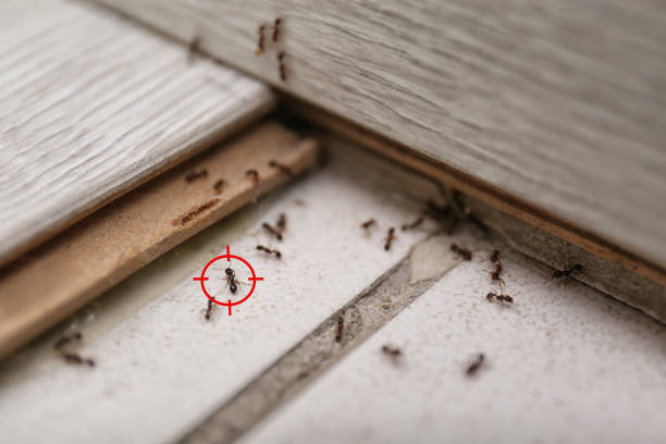 Best Flea Control Services  in Las Campanas, NM