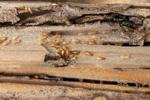 Best Pest Control Near Me in Las Campanas, NM