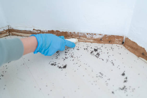 Best Pest Control Near Me  in Las Campanas, NM
